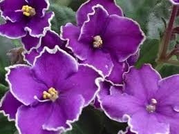 Essncia Flores De Violetas Com 30 Ml