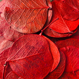 Flores Secas - Folha Moeda -  VERMELHO - para Aromatizar - g